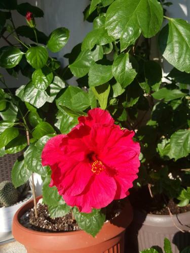 Hostal Hibiscus Guest House
