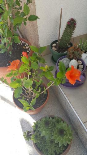 Hostal Hibiscus Guest House
