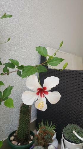 Hostal Hibiscus Guest House
