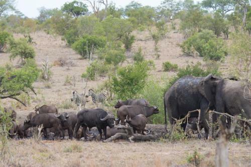 Buffelshoek Tented Camp