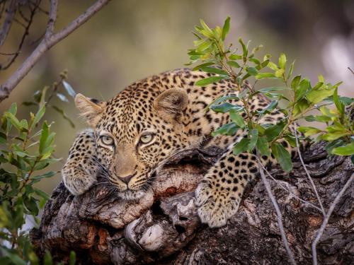 Jock Safari Lodge