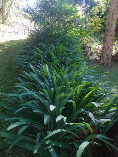 Bed & Breakfast Mt Warning Retreat