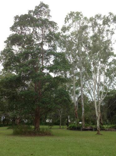 Maleny Country Cottages