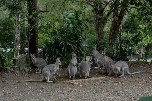 Maleny Country Cottages