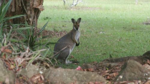 Maleny Country Cottages