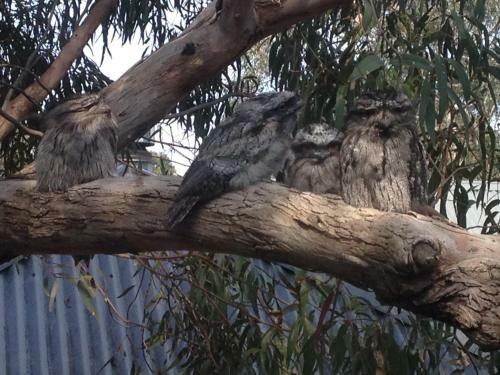 Kookas Retreat
