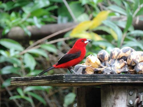 Hostal Pousada Sitio Das Flores