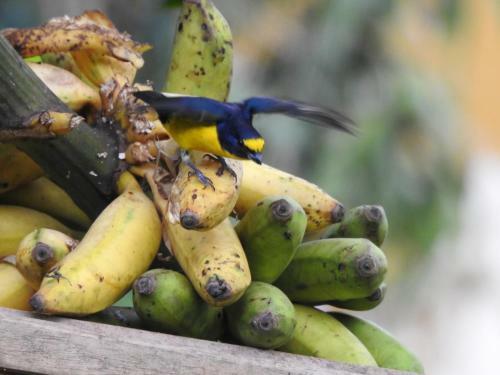 Hostal Rio Celeste Backpackers