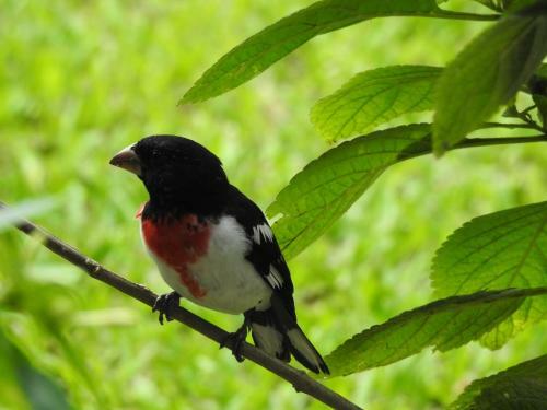 Hostal Rio Celeste Backpackers