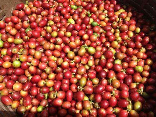 Hostal Hostel Casa Chirripo