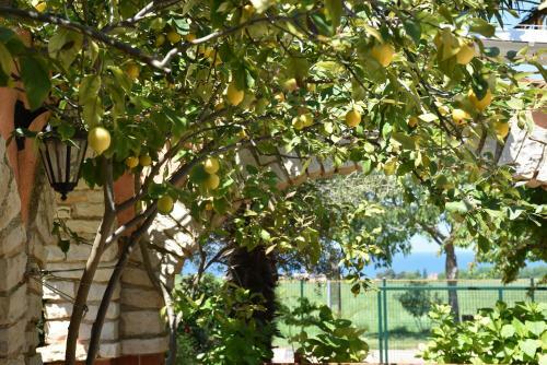 Hostal Guest House Fortuna