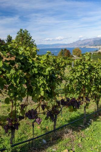 Bed & Breakfast E'laysa Guesthouse And Vineyard Retreat