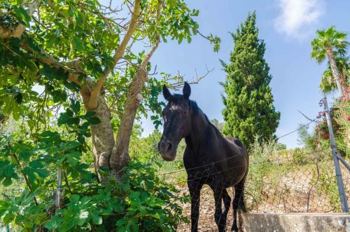 Villa Ses Pedres