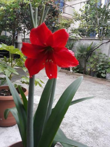 Magnolia Hotel Agmashenebeli