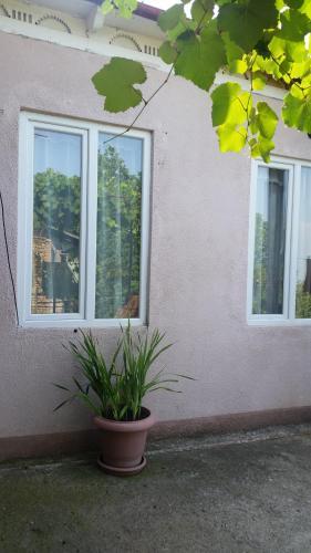 Hostal Guest House Pano
