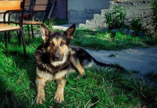 Hostal Guesthouse Edelweiss