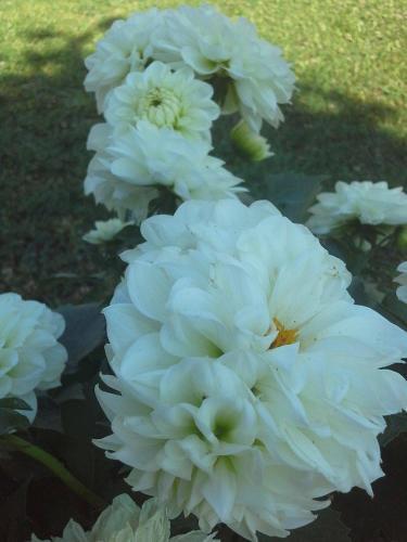 Efi & Sofia Apartments