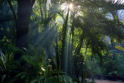 Hotel Palm Grove Cottages - Leisure Resort