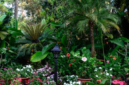Hotel Palm Grove Cottages - Leisure Resort