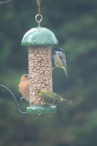 Bed & Breakfast Laragh Mountain View Lodge