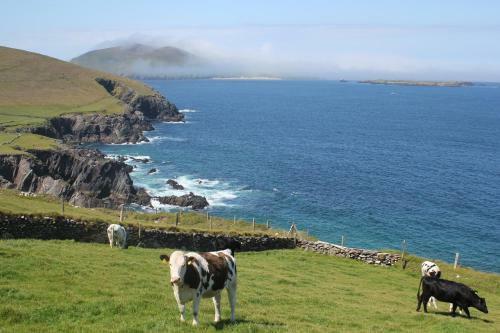 Dingle Courtyard Holiday Homes