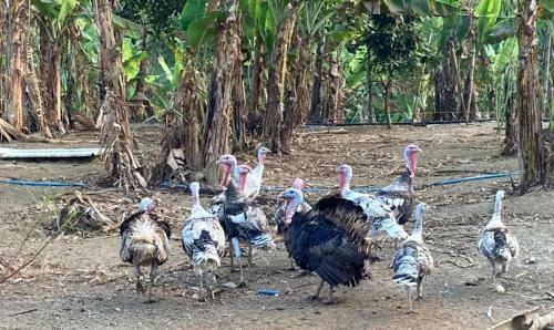 Agroturismo Ataalaya Farmhouse
