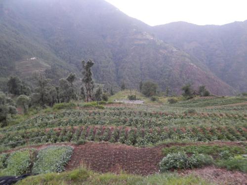Dhanaulti Camp Homes And Retreat