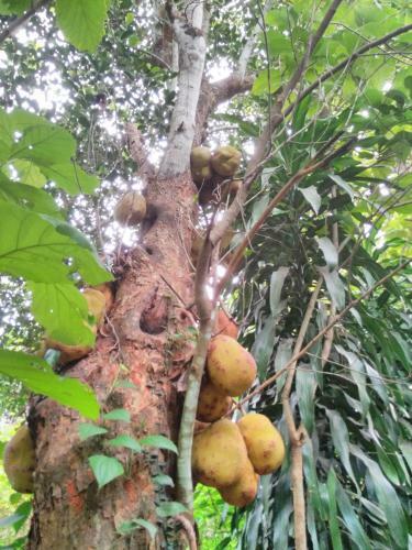 Agroturismo Cordel Farms Mangalore