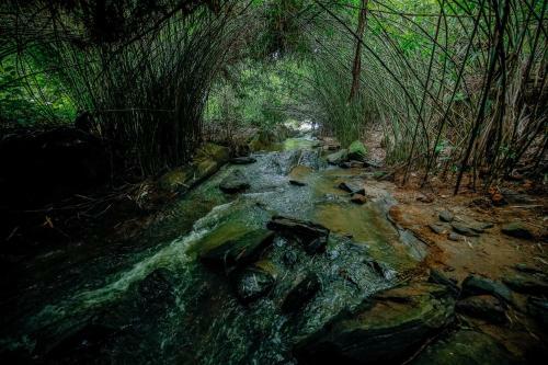 Hotel Bamboo Creek Resort