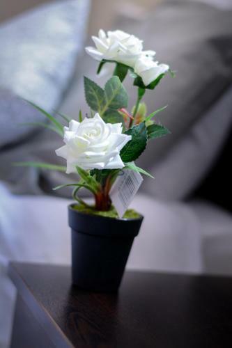 Hotel Shirok Sokak