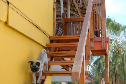 Hostal Leo's Baja Oasis