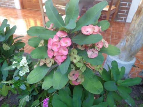 Hostal Rancho Sabor Isle�o - Ometepe