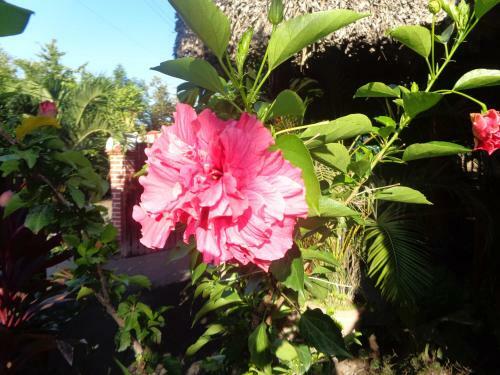 Hostal Rancho Sabor Isle�o - Ometepe