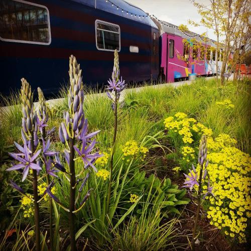 Albergue Train Lodge Amsterdam