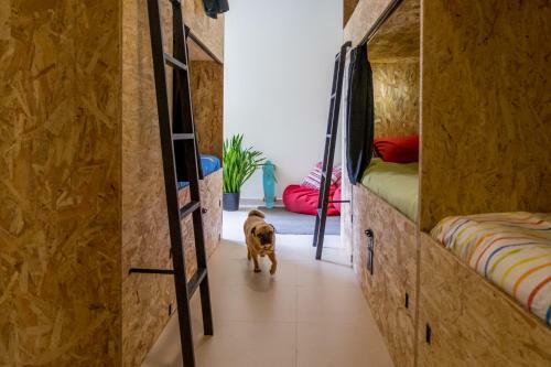 Algarve Surf Hostel - Lagos