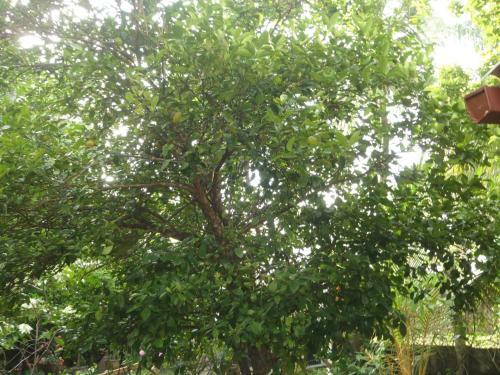 Bed & Breakfast New Jaya Villa