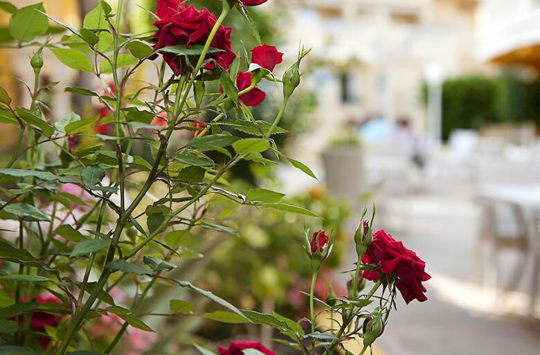 Hotel Cupidor