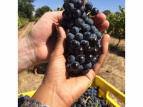 Fraaigelegen Farm Tulbagh
