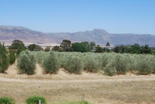 Fraaigelegen Farm Tulbagh