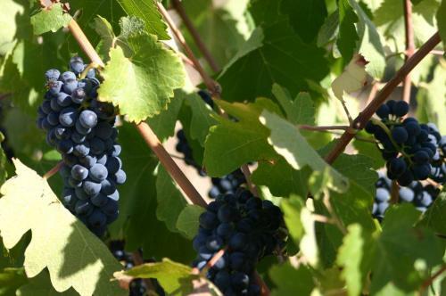 Fraaigelegen Farm Tulbagh