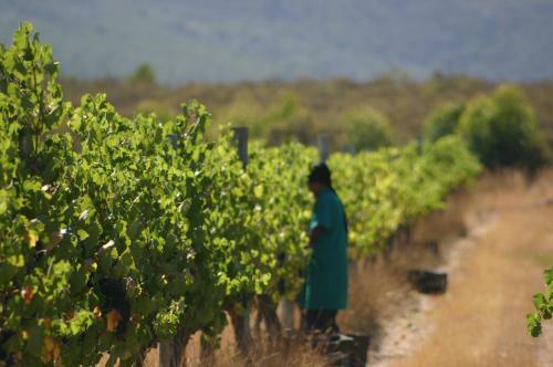 Fraaigelegen Farm Tulbagh