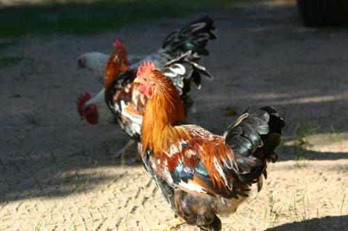 Fraaigelegen Farm Tulbagh