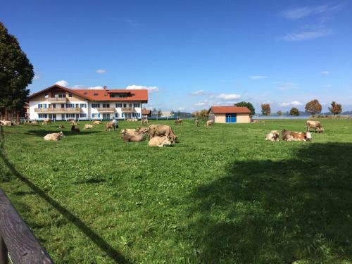 Apartamentos Alpengl�ck De Luxe Ferienwohnung Am Forggensee
