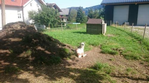 Apartamento Ferienwohnungen Widlroither