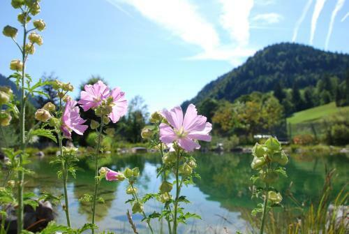 Herbst Alm