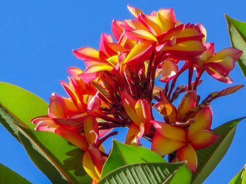 Albergue Cairns Beaches Flashpackers