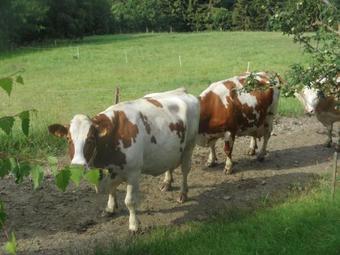 Apartamento Hofer Familie Gabbichler