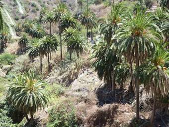 Apartamentos Bellavista Gomera