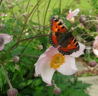 Apartamento Familien Gruppenunterkunft 2 Ferienwohnungen Als Ferienhaus Zusammengefasst