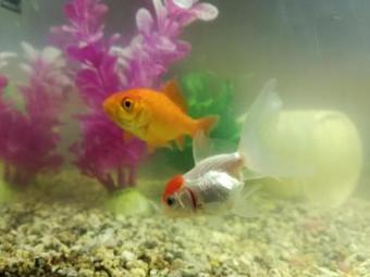 Agroturismo Brunnerhof